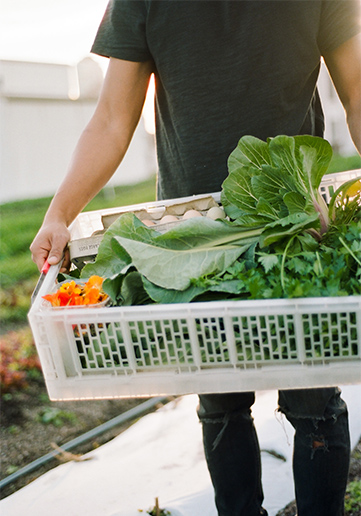 Winston Chiu farming vegetables at the Brooklyn Grange in the Brooklyn Navy Yard