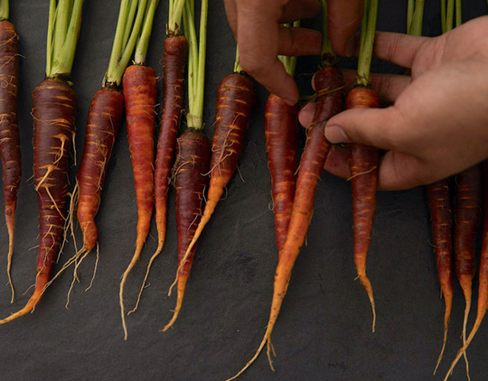 Close up on heirloom carrots being sorted on slate