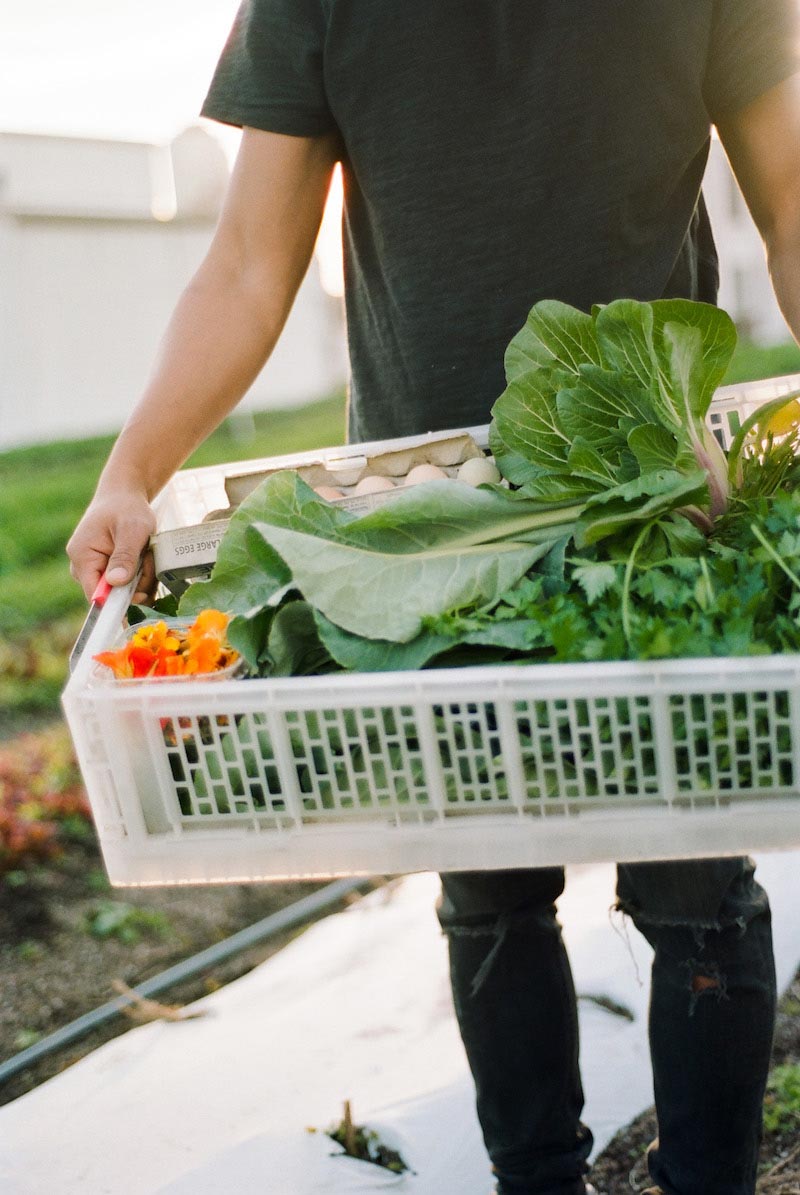 Winston Chiu farming vegetables at the Brooklyn Grange in the Brooklyn Navy Yard