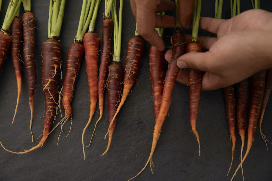 Close up on heirloom carrots being sorted on slate